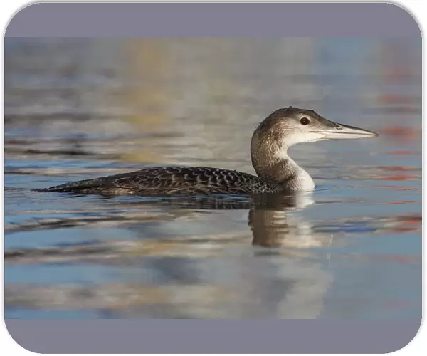 First winter Common Loon, Gavia immer