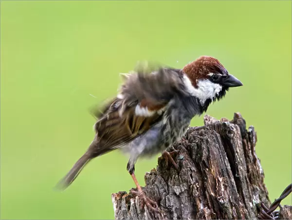 Adult male Spanish Sparrow, Passer hispaniolensis