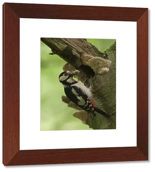 Great Spotted Woodpecker on trunk with food, Dendrocopos major, The Netherlands