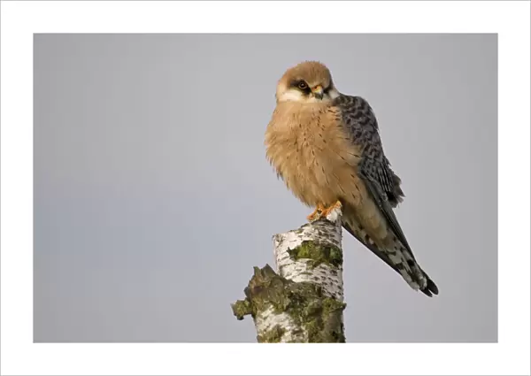 Female Red-footed Falcon perched on a pole, Falco vespertinus, The Netherlands