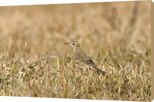 Paddyfield Pipit in field, Anthus rufulus