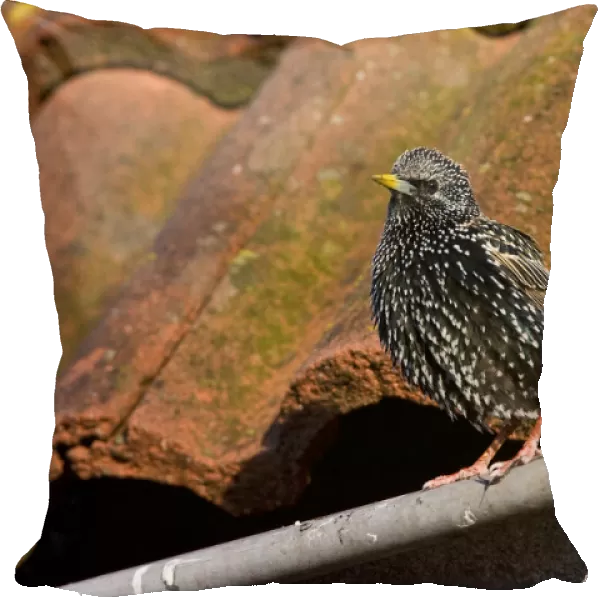 Common Starling perched on a roof, Sturnus vulgaris