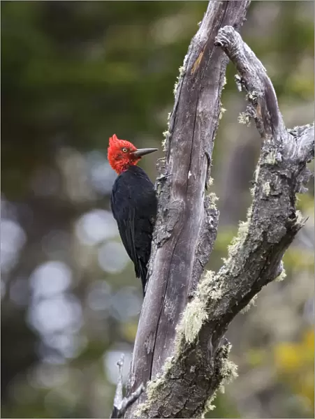 Magellanic Woodpecker male perched against a tree, Campephilus magellanicus