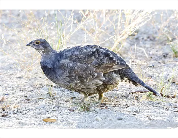 Sooty Grouse perched on side of the road, Dendragapus fuliginosus