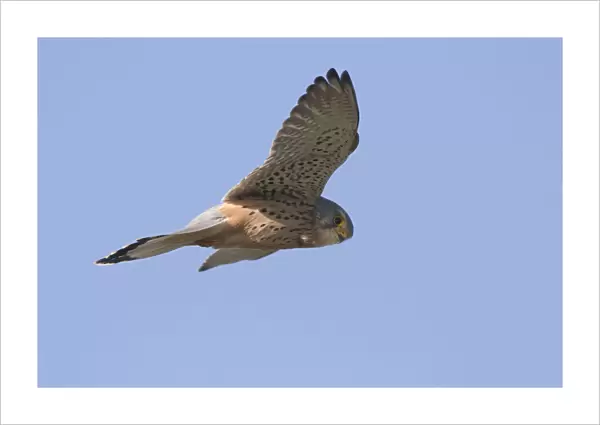 Common Kestrel hovering hunting against blue sky, Falco tinnunculus, Netherlands