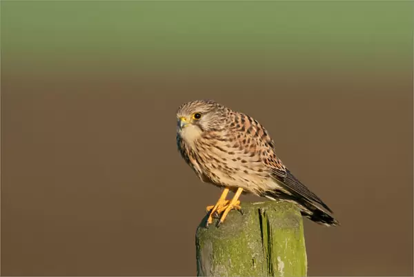 Common Kestrel on pole, Falco tinnunculus, Netherlands