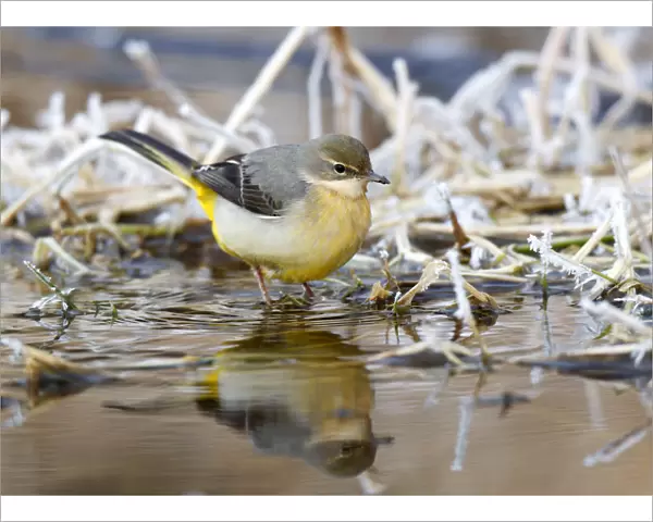 Grey Wagtail in with ice and snow covered partly frozen stream, Motacilla cinerea, Netherlands