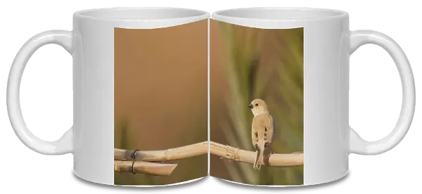 Desert Sparrow, Passer simplex ssp saharae, summer plumage female, Morocco, Passer simplex