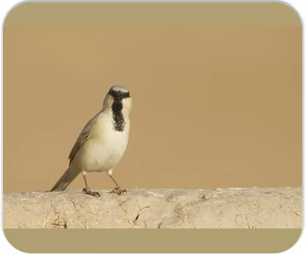 Desert Sparrow, Passer simplex ssp saharae, adult male, Morocco, Passer simplex