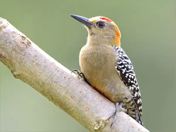 Red-crowned Woodpecker male on branch Tobago, Melanerpes rubricapillus