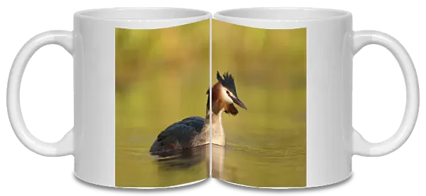 Great crested Grebe swimming, Netherlands