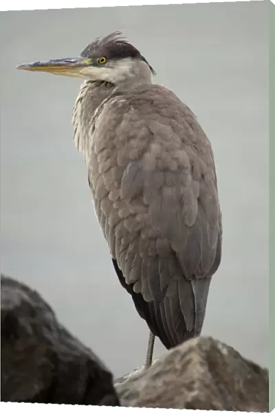 Grey Heron by waterside, Ardea cinerea