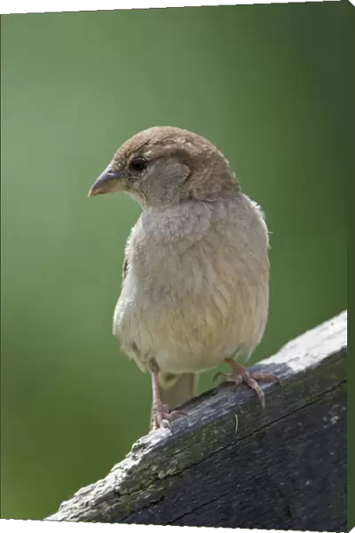 House Sparrow female Netherlands, Passer domesticus