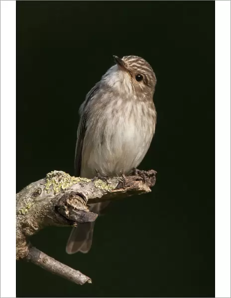 Spotted Flycatcher on a branch, Muscicapa striata, Netherlands