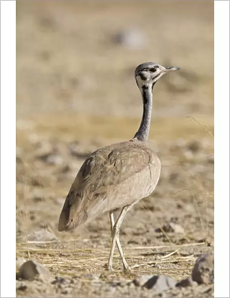 Male R'╝ppell's Bustard, Namibia