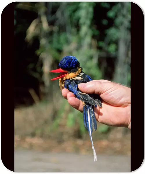 Buff-breasted Paradise-Kingfisher held in hand by care taker of bird rescue sanctuary Australia, Australia