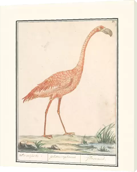 Common flamingo Phoenicopterus roseus vlaemijnck