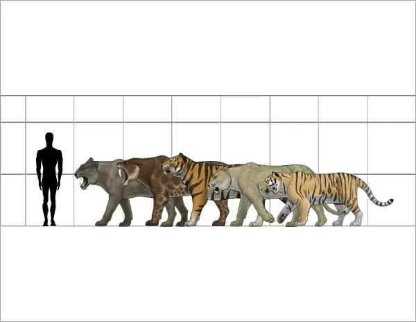 Big felines size chart