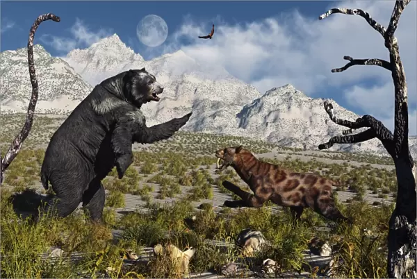 Confrontation between an Arctodus bear and a Sabre-Toothed Tiger