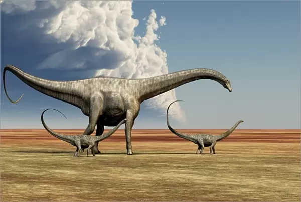 Mother Diplodocus dinosaur walks along with her brood of youngsters