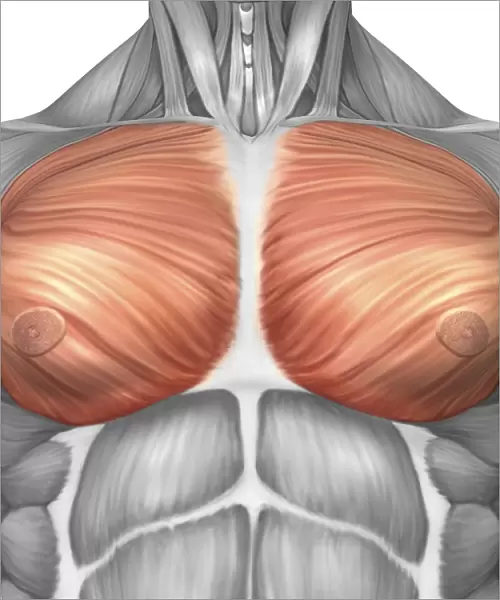 Anatomy of male pectoral muscles