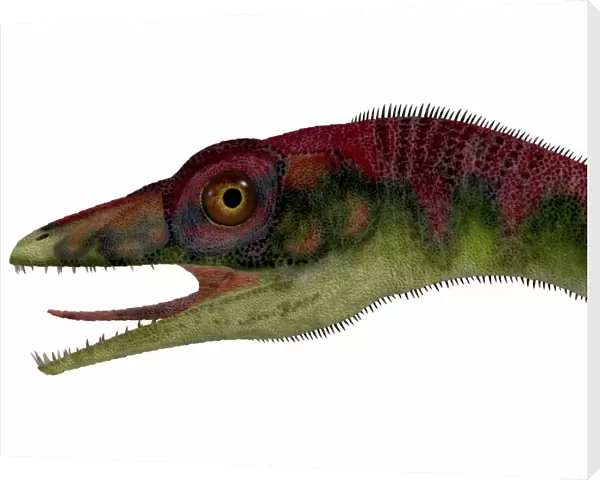 Compsognathus dinosaur portrait