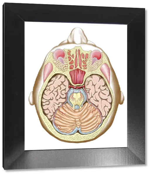 Transverse section of the midbrain