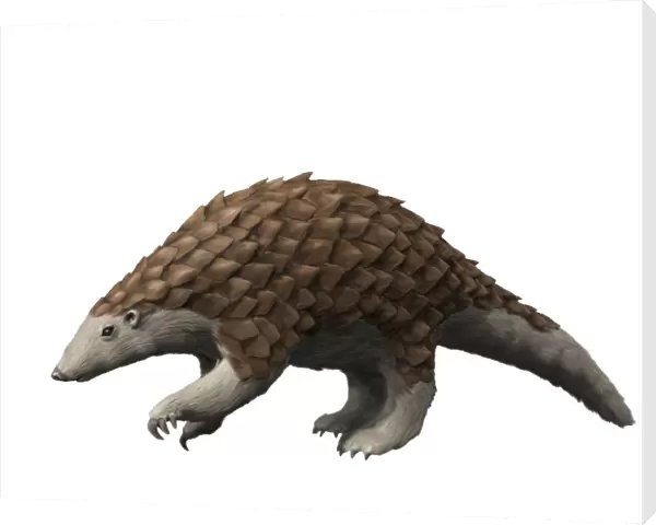 Eomanis waldi is a pangolin from the Eocene epoch of Germany