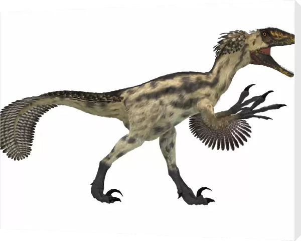 Deinonychus, a carnivorous dinosaur from the early Cretaceous Period