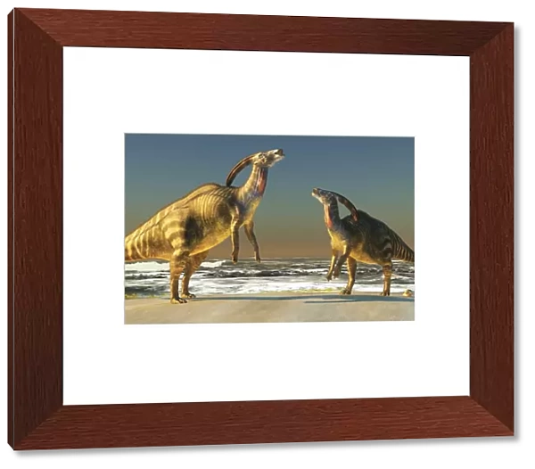 Two Parasaurolophus dinosaurs bellow at each other