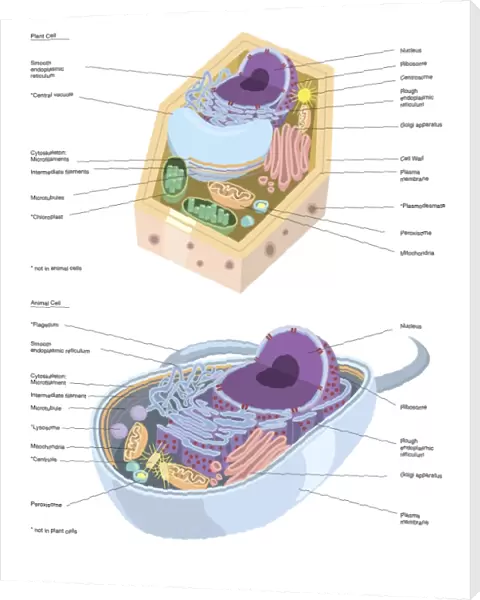 Comparative illustration of plant and animal cell anatomy (with labels)
