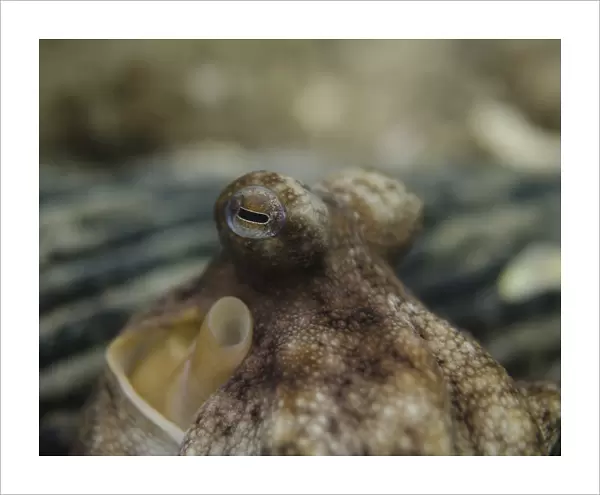 Octopus eyeballs, West Palm Beach. Florida