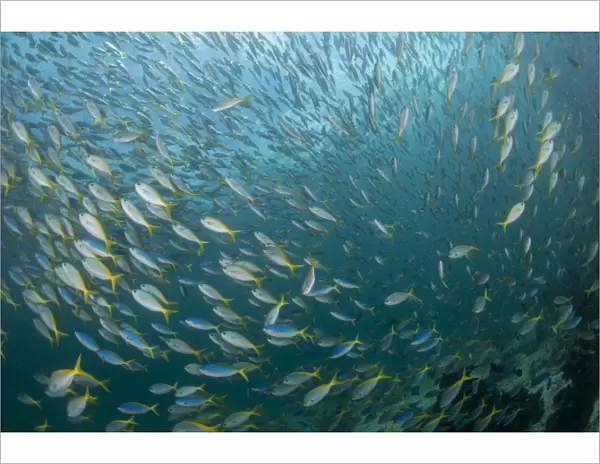 Very large school of blue and yellow fusilier fish