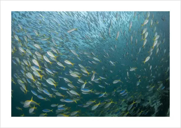 Very large school of blue and yellow fusilier fish