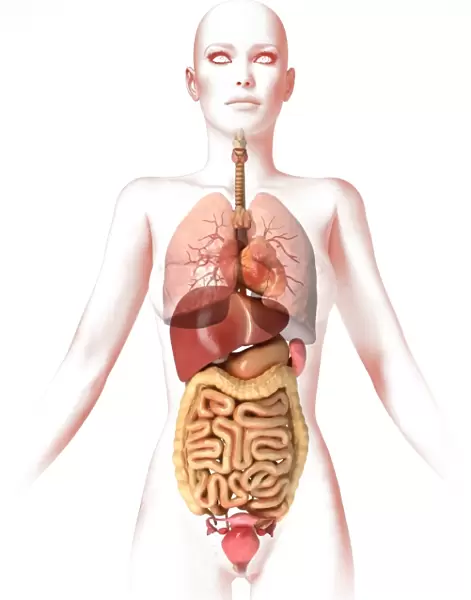Internal organs, female body - schematic human anatomy