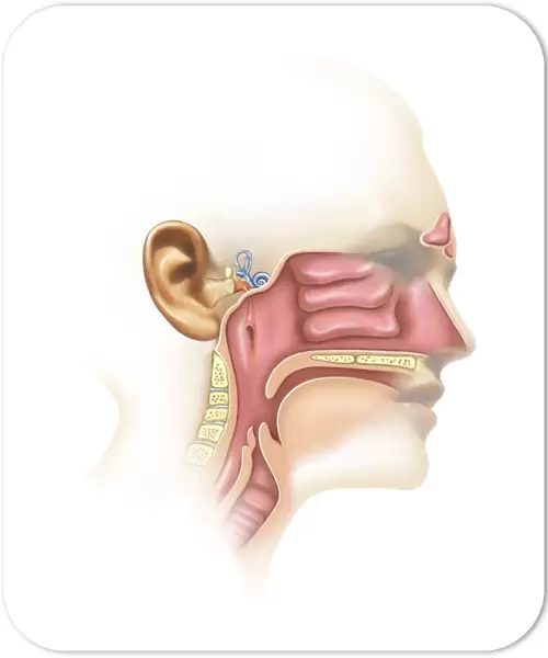 Anatomy of inner ear and sinuses