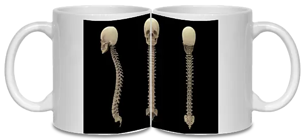 3D rendering of human vertebral column with skull