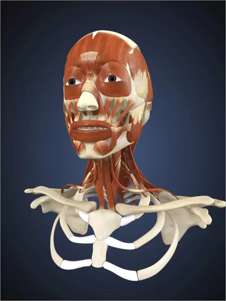 Human face with bone and muscles