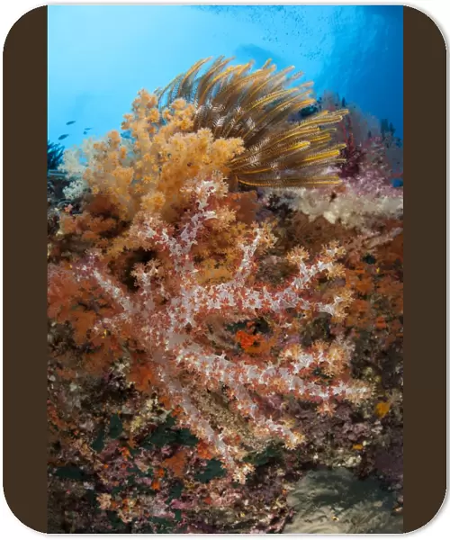 Colorful soft corals adorn the stunning reefs of southern Raja Ampat