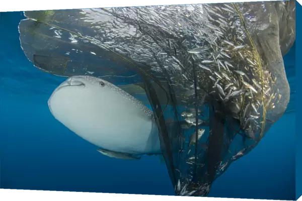 Whale shark swimming around near the surface under fishing nets