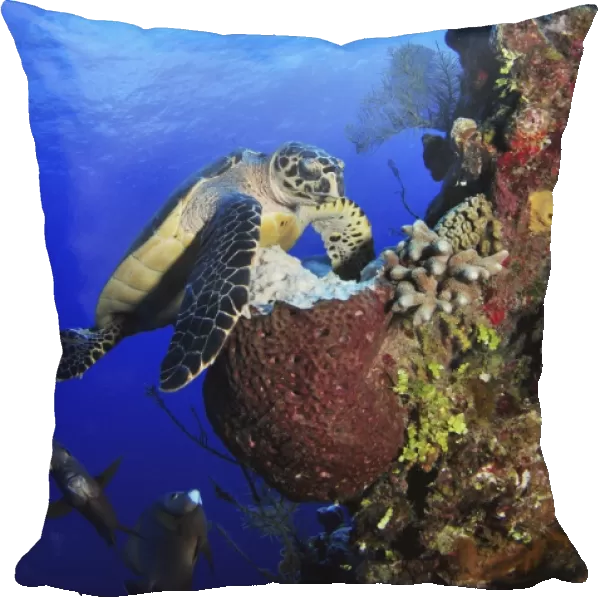 Hawksbill sea turtle and gray angelfish by coral reef