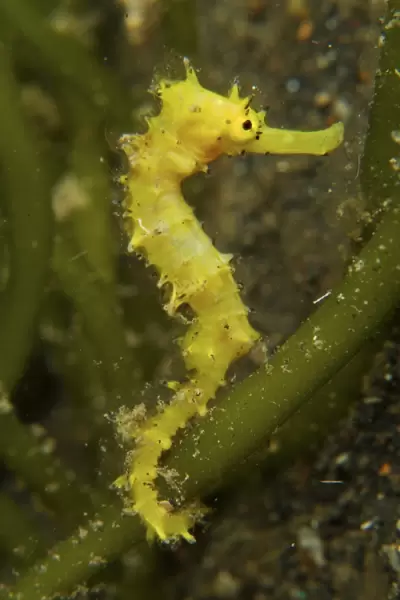 Bright yellow thorny seahorse coiled around green algae stalk