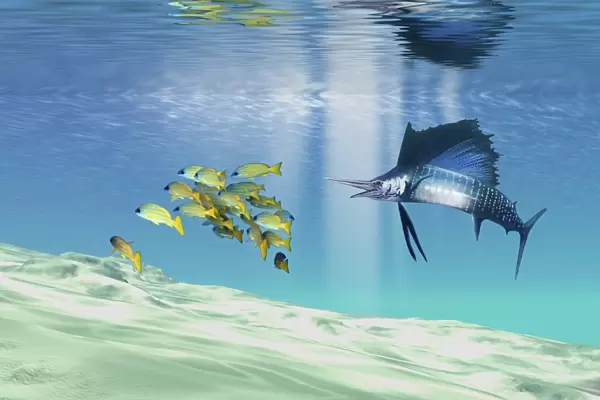 A sailfish hunts prey on a sandy reef