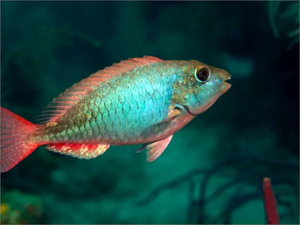 A Redband Parrotfish floats motionless off the coast of Key Largo, Florida