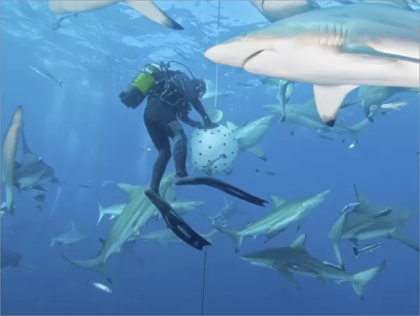 Oceanic blacktip sharks waiting for food from a diver near a bait ball