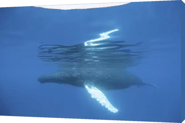 A humpback whale surfaces to breathe