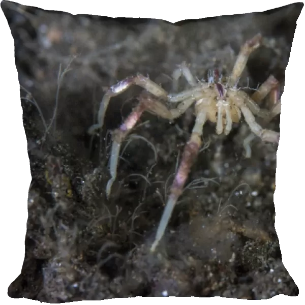 A sea spider crawls along the mucky seafloor
