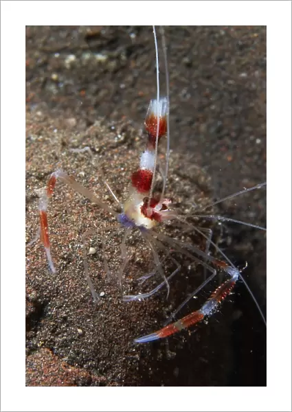 Red and white banded cleaner shrimp, Bali, Indonesia