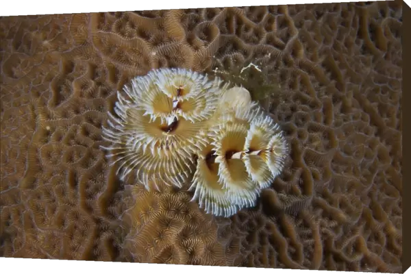Christmas Tree Worm in hard coral, Bonaire, Caribbean Netherlands