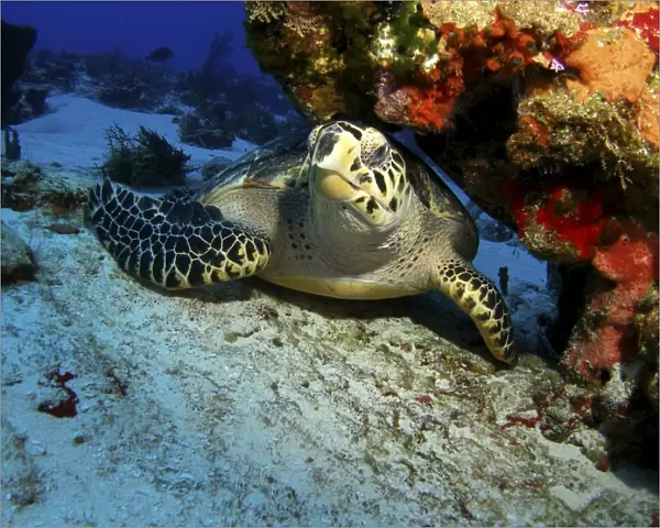 A hawksbill sea turtle resting under a reef in Cozumel, Mexico